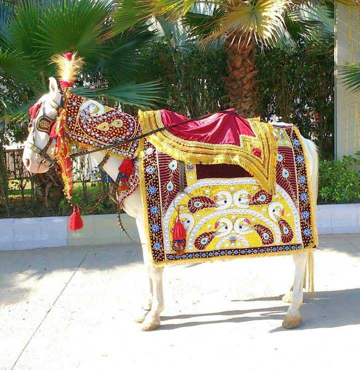 1st image description